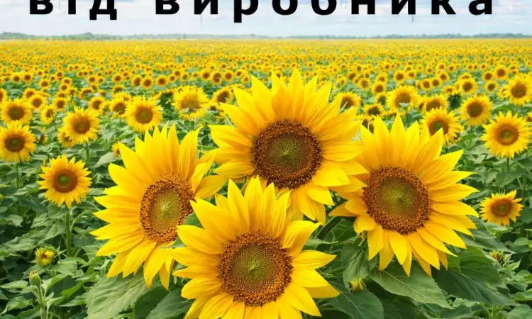 Насіння соняшника від виробника - фото № 1