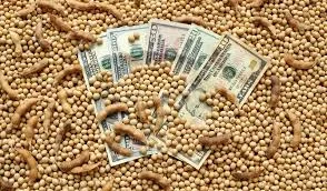 Соя с высоким содержанием белка 36–37% - фото № 1