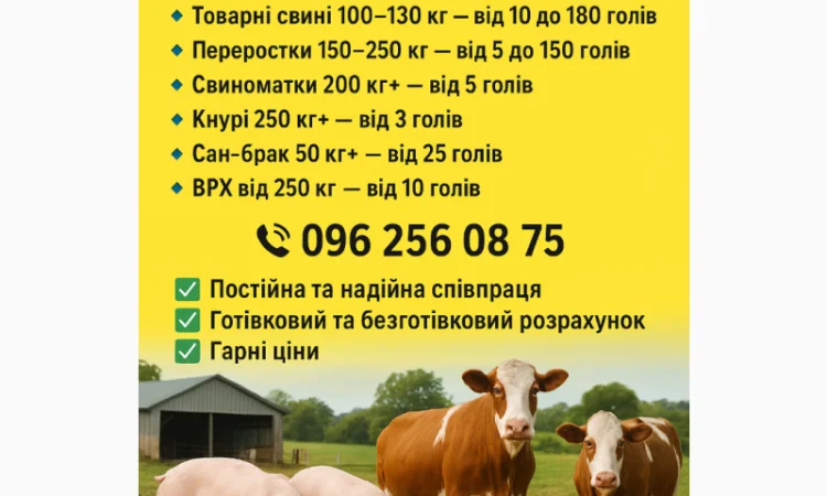 Куплю свині - фото № 1
