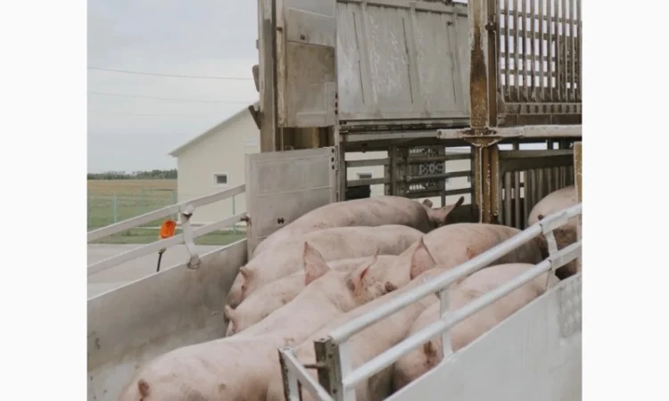 За купляємо свині свиноматки брак - фото № 1