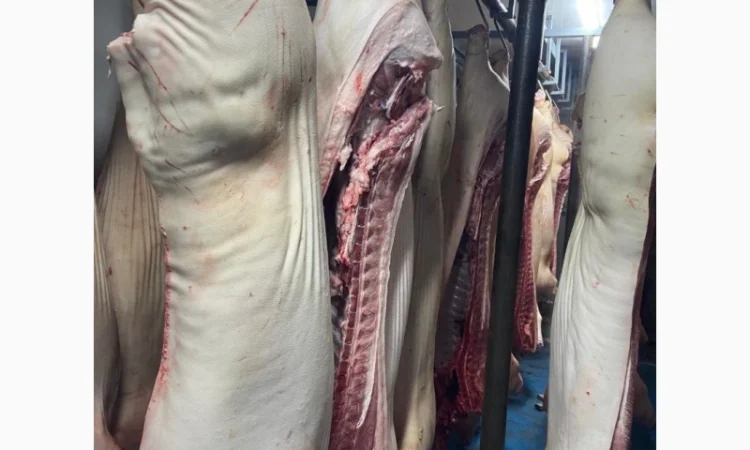 Полутуши - фото № 1