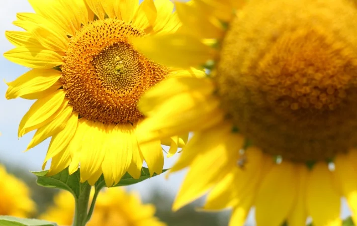 Cоняшник Вороний - фото № 1