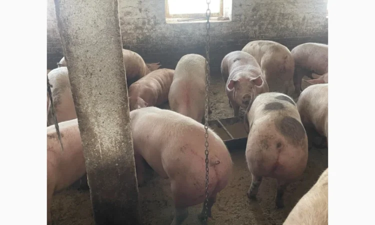 Куплю свині - фото № 1