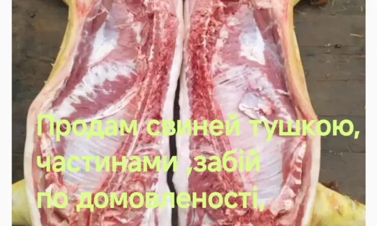 Продам домашнюю свинину - фото № 1