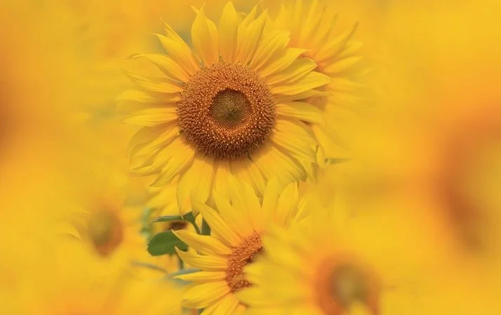 Класичний соняшник Командор 777 - фото № 1