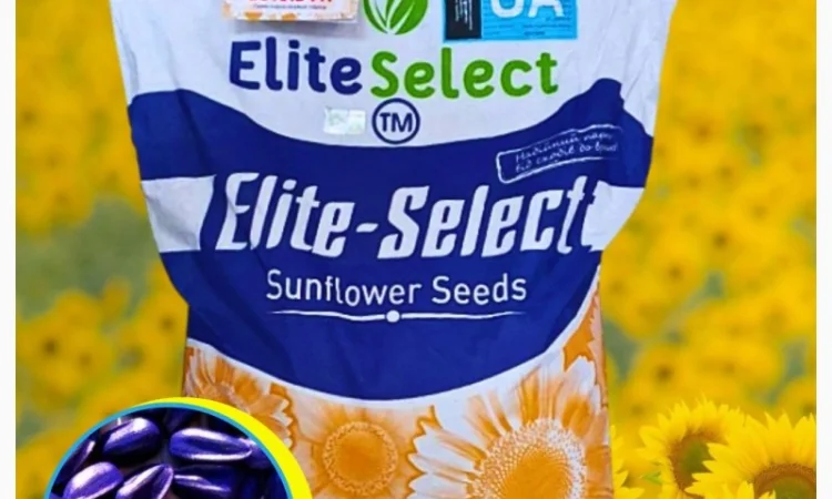 Соняшник Альфа - фото № 1