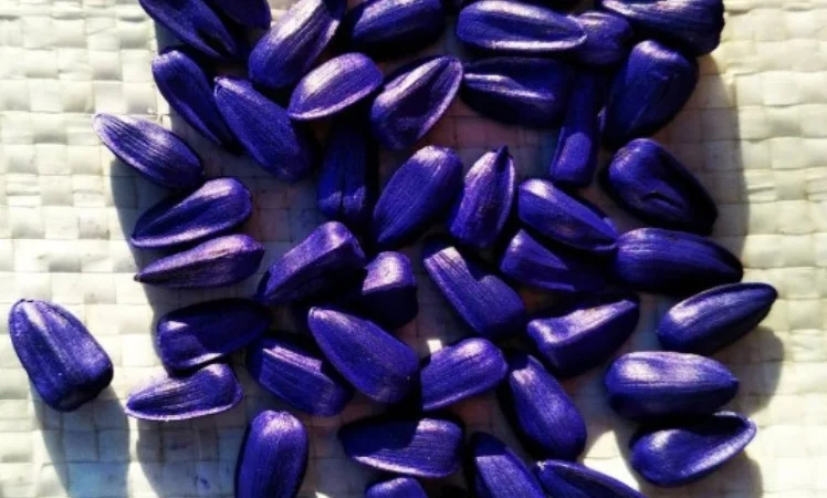 Соняшник Альфа - фото № 2