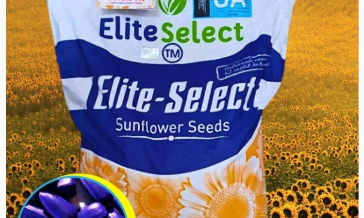 Соняшник ЕС Альфа - фото № 1