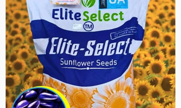 Соняшник ЕС Альфа - фото № 1