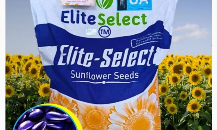 Соняшник ЕС Альфа - фото № 1