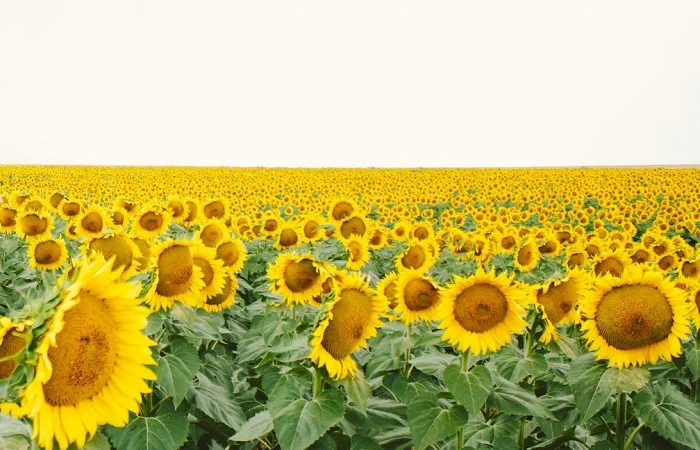 Соняшник ЕС Берекет - фото № 1