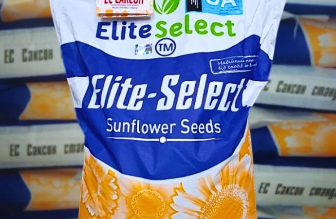 Соняшник ЕС Саксон - фото № 1