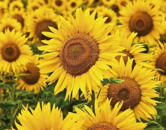 Соняшник Берекет - фото № 1