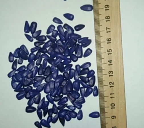 Соняшник Берекет - фото № 2