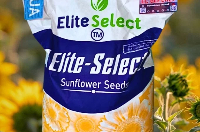 Соняшник Берекет ЕС - фото № 2