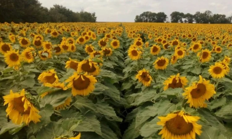 Соняшник Берекет ЕС - фото № 4