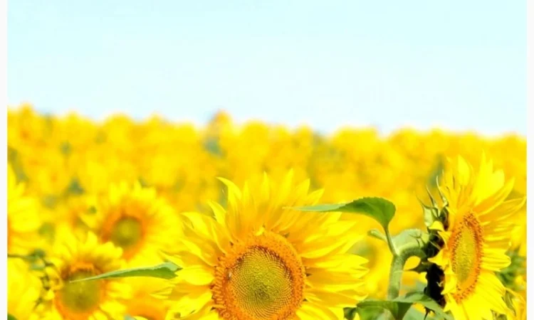 Соняшник Берекет ЕС - фото № 1