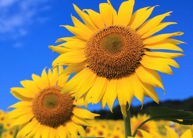 Соняшник ЕС Саксон - фото № 1