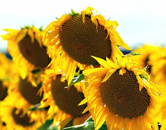 Соняшник Амарок під Гранстар - фото № 1