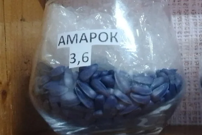 Соняшник Амарок під Гранстар - фото № 3