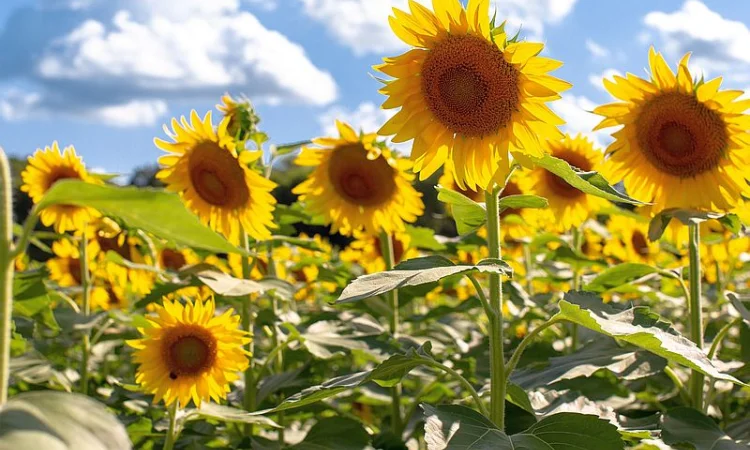 Соняшник Амарок - фото № 1