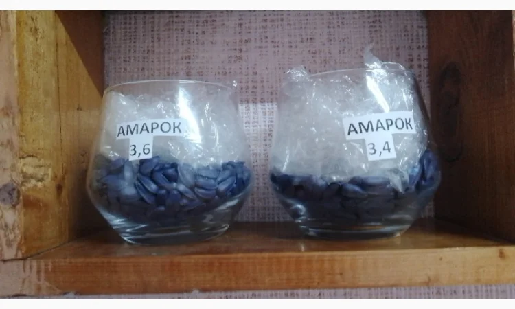 Соняшник Амарок - фото № 2