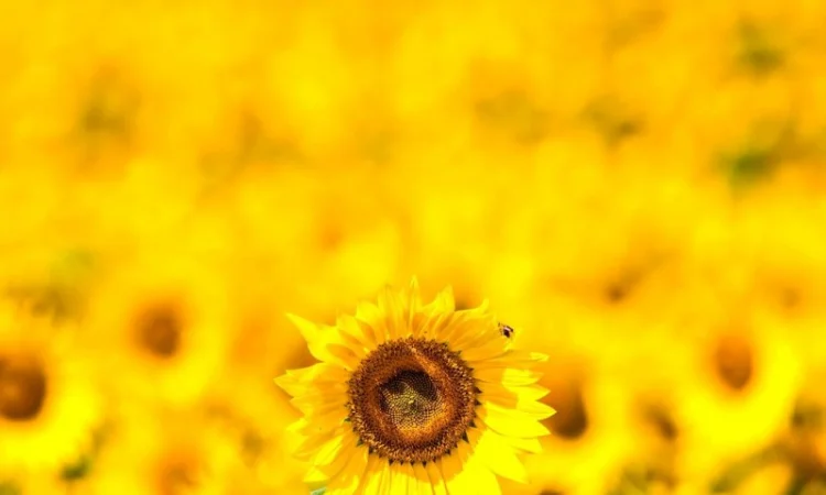 Соняшник Саксон - фото № 1