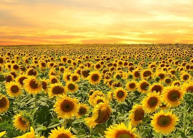 Соняшник Саксон ЕС - фото № 1