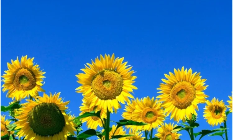 Соняшник Імпульс АР - фото № 1