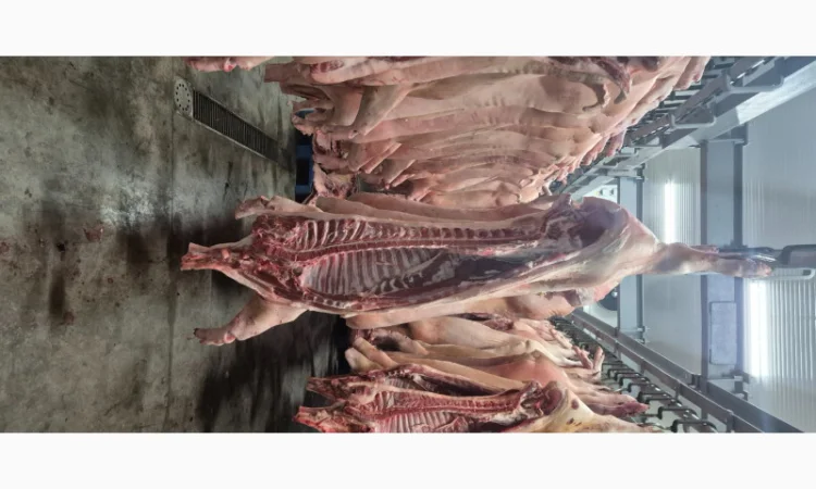 Маєм на продаж напівтушу свинну - фото № 1