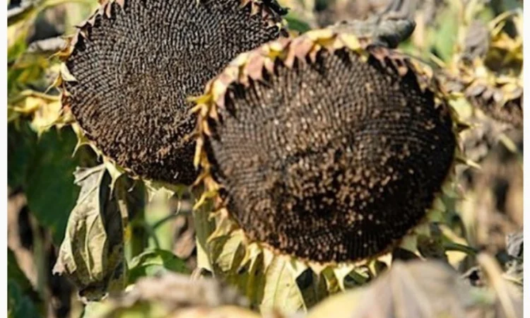 Соняшник Флокі - фото № 2