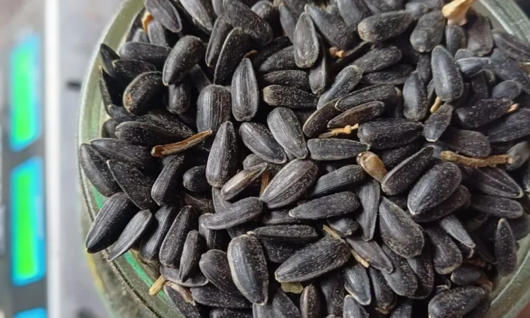 Продам сояшник - фото № 2