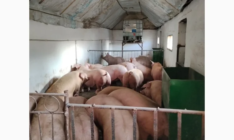 Продам свині з доставкою - фото № 1