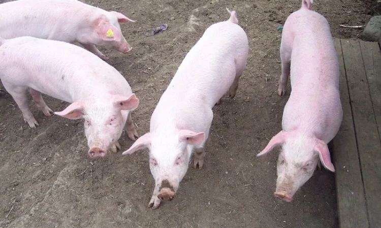 Закупаем свиней (живой вес) - фото № 1