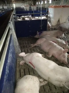 Купую свиней живою вагою від 30 голів - фото № 1