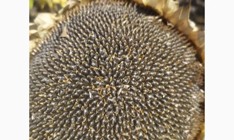 ЕС Цейлон СУ - фото № 1