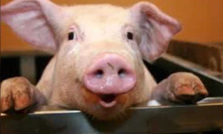 Дорого!!!закупаем у месного насиления свиней - фото № 1