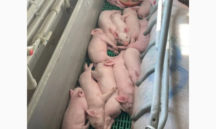 Продам свинок F1 - фото № 1