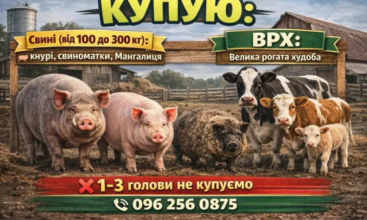 Куплю свині - фото № 1