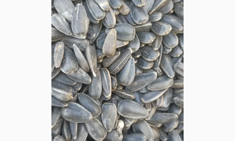 Продам кондитерський соняшник - фото № 1