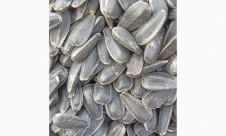 Продам кондитерський соняшник - фото № 2