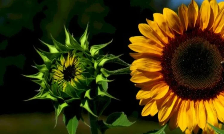 Закуповуємо соняшник ОПТ ДОРОГО - фото № 1