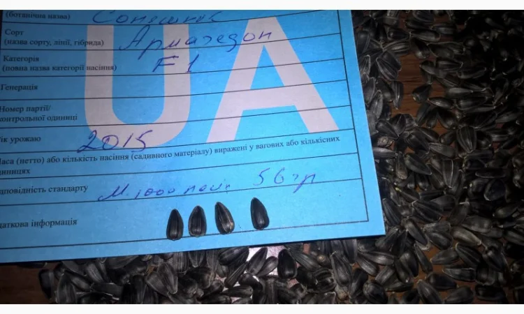 Семена подсолнечника F1 "Армагедон". Под Евро-лайтинг - фото № 1