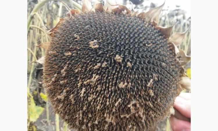 Семена подсолнечника Жалон - фото № 1