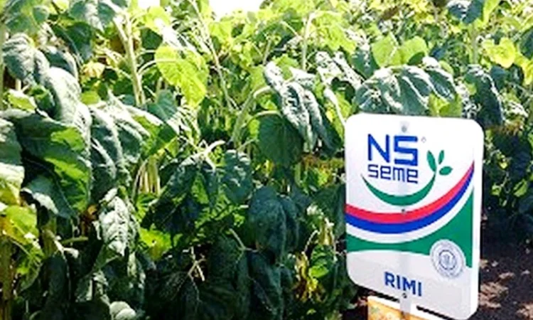 Семена подсолнечника "Рими"."Нови Сад". под Евролайтинг - фото № 1