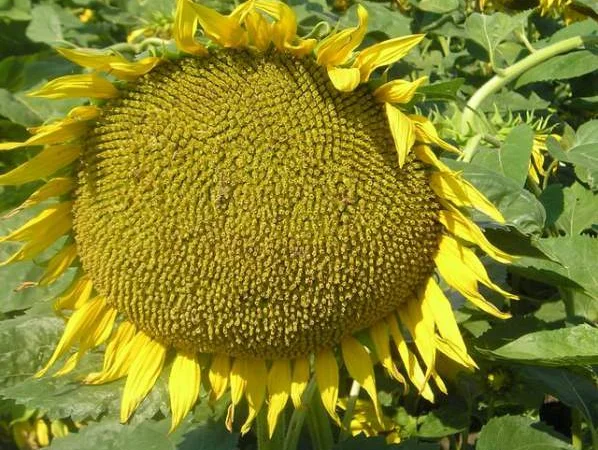 Семена подсолнечника "Рими"."Нови Сад". под Евролайтинг - фото № 2