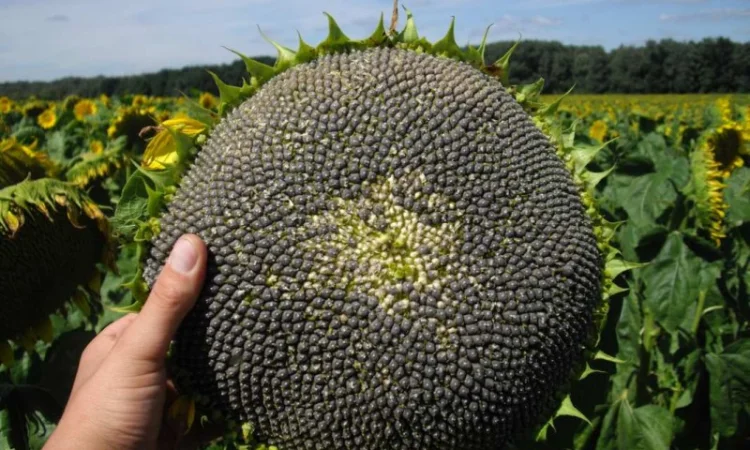 Семена подсолнечника "Рими"."Нови Сад". под Евролайтинг - фото № 3