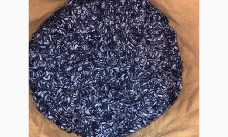 Насіння соняшнику для пересіву чи пожнивних посівів - фото № 1