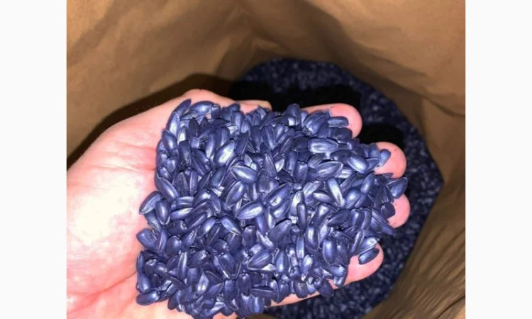 Насіння соняшнику для пересіву чи пожнивних посівів - фото № 2