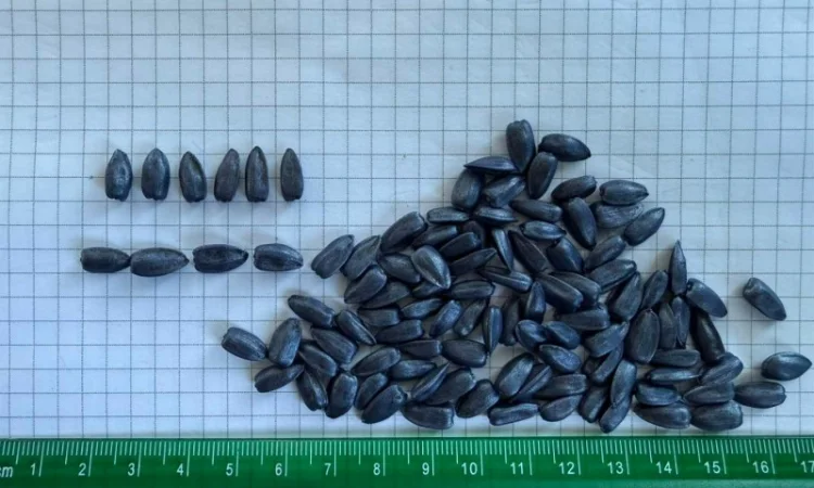 Насіння соняшнику для пересіву чи пожнивних посівів - фото № 3